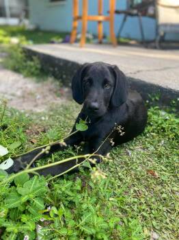 Nico -  Labrador Retriever Dog for Adoption in Clearwater, Florida - Nico | PetCurious