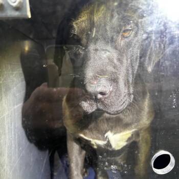 Mixed Breed Dogs Available for Adoption - Rhea | PetCurious