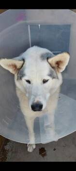 DIAMOND -  Siberian Husky and Mixed Breed Dog for Adoption in Chula Vista, California - DIAMOND | PetCurious