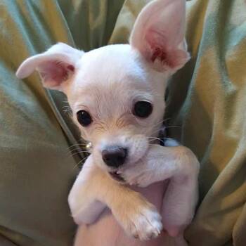 Vanilla -  Chihuahua and Mixed Breed Dog for Adoption in Fresno, California - Vanilla | PetCurious