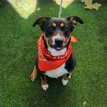 Labrador Retriever Dogs Available for Adoption - Caroline | PetCurious