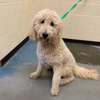 Wynston -  Mixed Breed Dog for Adoption in Memphis, Tennessee - Wynston | PetCurious
