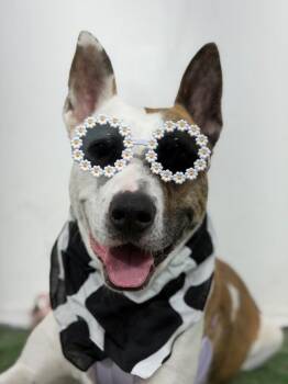 Pickles-One of our Amazing Rescue Dogs -  Pit Bull Terrier and Basenji Dog for Adoption in Carlsbad, California - Pickles-One Of Our Amazing Rescue Dogs | PetCurious