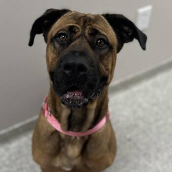 Rescue Cane Corso Dogs for Adoption in Youngstown, Ohio - Daphne | PetCurious