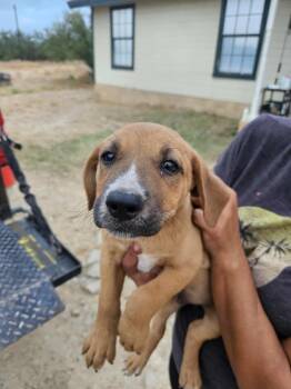 Rescue Labrador Retriever Dogs for Adoption in Brewster, New York - Harvey (Honey's Litter) | PetCurious