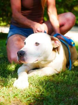 Rescue American Bulldog Dogs for Adoption in Troy, Alabama - Zeke | PetCurious