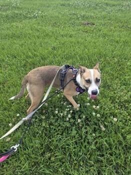 Kitty -  Collie Dog Available for Adoption in Elmwood, Louisiana - Kitty | PetCurious
