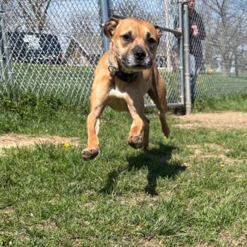 Bart -  Pit Bull Terrier Dog for Adoption in Marshalltown, Iowa - Bart | PetCurious