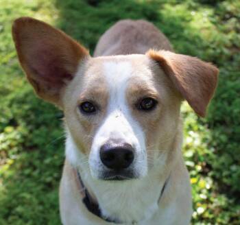 Murray -  Corgi and Terrier Dog for Adoption in Bloomfield, Connecticut - Murray | PetCurious