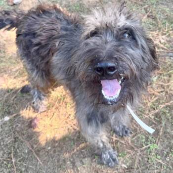 Gertrude (hw pos) -  Poodle and Mixed Breed Dog for Adoption in Parrish, Alabama - Gertrude (hw Pos) | PetCurious