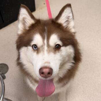 Siberian Husky Dogs Available for Adoption - Isabella | PetCurious