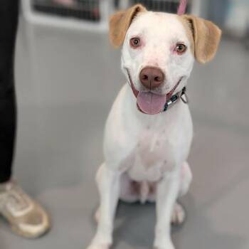 Pointer Dogs Available for Adoption in Chanute, Kansas - Jack Jack | PetCurious