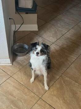 Dallas -  Australian Shepherd Dog for Adoption in Aurora, Colorado - Dallas | PetCurious