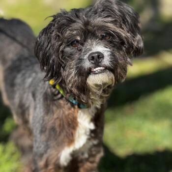 Marshall -  Shih Tzu and Mixed Breed Dog for Adoption in Monticello, Iowa - Marshall | PetCurious