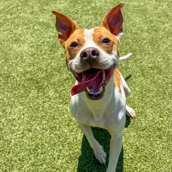 Pit Bull Terrier Dogs Available for Adoption in Des Moines, Iowa - Maisy | PetCurious
