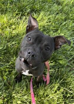 Pit Bull Terrier and Mixed Breed Dogs Available for Adoption in Kansas City, Missouri - Matthew | PetCurious