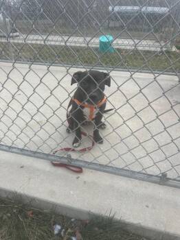 Mac -  Pit Bull Terrier Dog for Adoption in Pine Grove, Pennsylvania - Mac | PetCurious