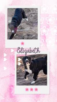 Rescue Great Pyrenees and Border Collie Dogs for Adoption in Waldwick, New Jersey - Elizabeth | PetCurious