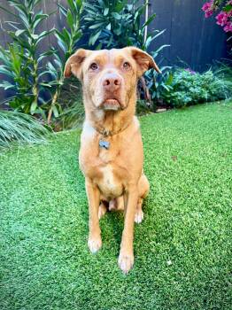 Rescue Rhodesian Ridgeback and Staffordshire Bull Terrier Dogs for Adoption in El Cajon, California - Toby | PetCurious