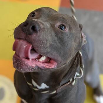 Kane -  Mixed Breed Dog for Adoption in Philadelphia, Pennsylvania - Kane | PetCurious