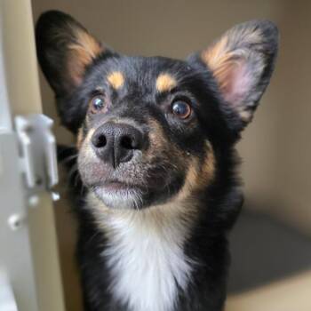 Cranberry -  Shepherd and Mixed Breed Dog for Adoption in Concord, North Carolina - Cranberry | PetCurious