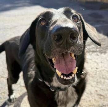 Sid -  Labrador Retriever Dog for Adoption in Naperville, Illinois - Sid | PetCurious