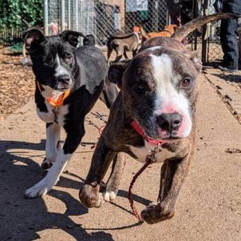 Rescue Mixed Breed Dogs for Adoption in Miamitown, Ohio - Cousin Randy | PetCurious