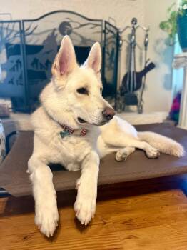 Buckeye -  German Shepherd Dog Dog for Adoption in Gilbert, Arizona - Buckeye | PetCurious