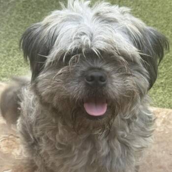 BRANSON -  Lhasa Apso and Shih Tzu Dog for Adoption in Norwalk, Connecticut - BRANSON | PetCurious