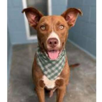 Jack -  Labrador Retriever and Mixed Breed Dog for Adoption in Wilmington, Delaware - Jack | PetCurious