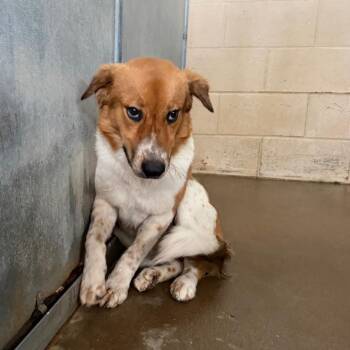 Krispin -  Shepherd Dog for Adoption in Edinburg, Texas - Krispin | PetCurious