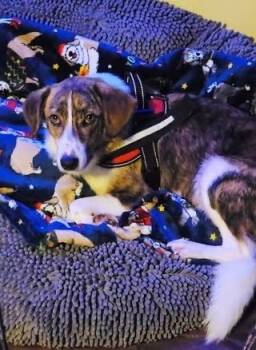 Gayle -  Border Collie and Foxhound Dog for Adoption in Colorado Springs, Colorado - Gayle | PetCurious