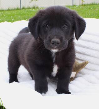 Jessie -  Pembroke Welsh Corgi and Border Collie Dog for Adoption in Lisbon, Iowa - Jessie | PetCurious