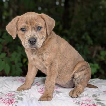 Labrador Retriever and Pit Bull Terrier Dogs Available for Adoption in Tyrone, Georgia - Princess Mia 05-0605 | PetCurious