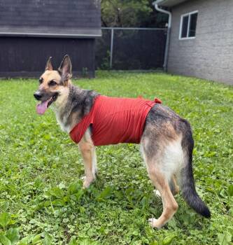 Pepper -  German Shepherd Dog Dog for Adoption in La Crescent, Minnesota - Pepper | PetCurious