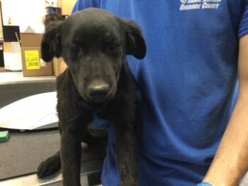 A1922684 -  Border Collie and Terrier Dog for Adoption in Riverside, California - A1922684 | PetCurious