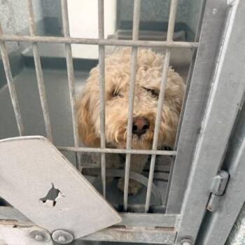 Sugar -  Miniature Poodle Dog for Adoption in Long Beach, California - Sugar | PetCurious