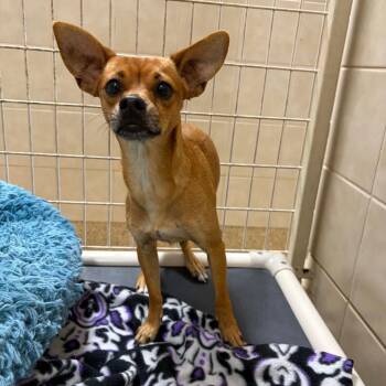 Radar -  Chihuahua Dog for Adoption in Kerrville, Texas - Radar | PetCurious