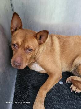 TANYA -  Terrier Dog for Adoption in San Antonio, Texas - TANYA | PetCurious