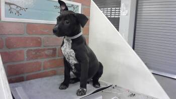 Staffordshire Bull Terrier Dogs Available for Adoption in Houston, Texas - A2073750 | PetCurious