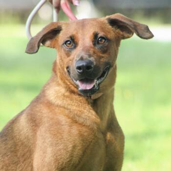 Loretta -  Labrador Retriever Dog for Adoption in Columbia, South Carolina - Loretta | PetCurious