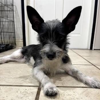 Frank Sinatra (Benefactor Puppy) -  Schnauzer and Mixed Breed Dog for Adoption in New Orleans, Louisiana - Frank Sinatra (Benefactor Puppy) | PetCurious