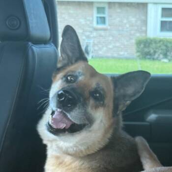 Trisket -  German Shepherd Dog Dog for Adoption in Portland, Texas - Trisket | PetCurious