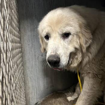 Great Pyrenees Dogs Available for Adoption in Greensboro, North Carolina - Beacon | PetCurious
