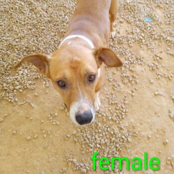 Rescue Mixed Breed Dogs for Adoption in Loxahatchee Groves, Florida - Ripley 5125 | PetCurious