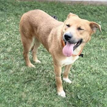 Black Mouth Cur and Mixed Breed Dogs Available for Adoption in Houston, Texas - Russell | PetCurious