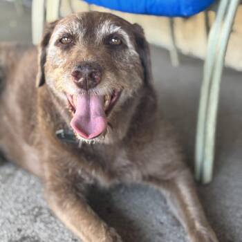 Addie - Courtesy Post -  Labradoodle Dog for Adoption in Concord, California - Addie - Courtesy Post | PetCurious