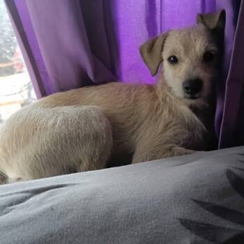 Lalo -  Chihuahua Dog for Adoption in Kingman, Kansas - Lalo | PetCurious