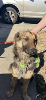 German Shepherd Dog and Mixed Breed Dogs Available for Adoption - RYDER | PetCurious