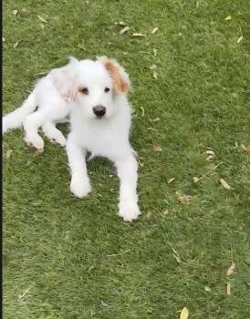 Poodle and Terrier Dogs Available for Adoption in Escondido, California - Remy | PetCurious